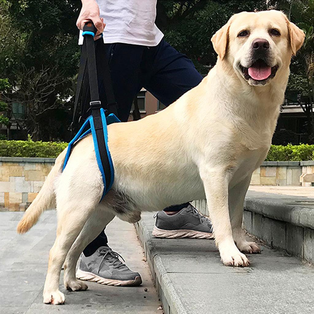 dog-lift-harness-aid-support-lifter-for-injuries-weak-hind-legs