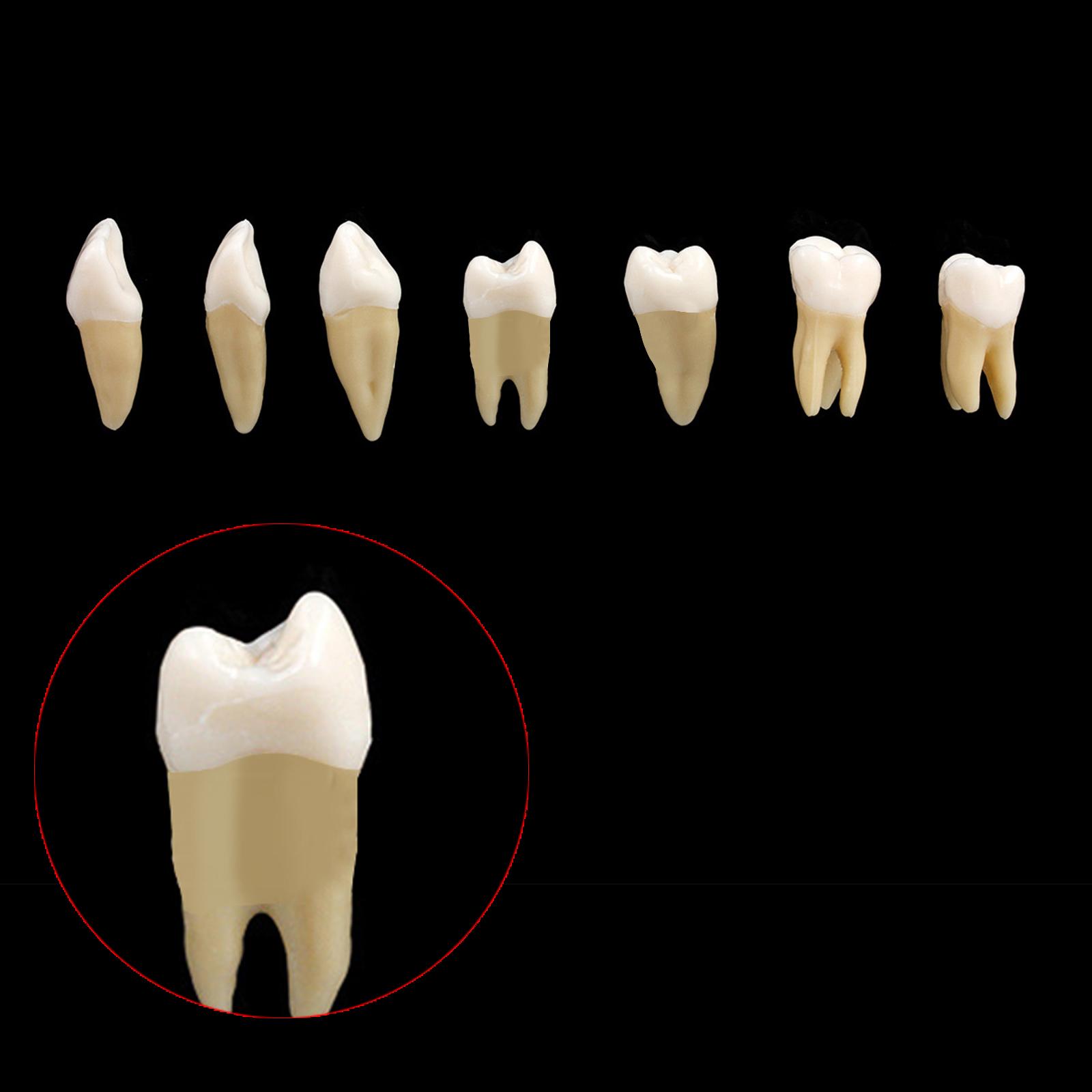 Dental 1:1 Permanent Teeth Model School Demonstration Study Practice Device
