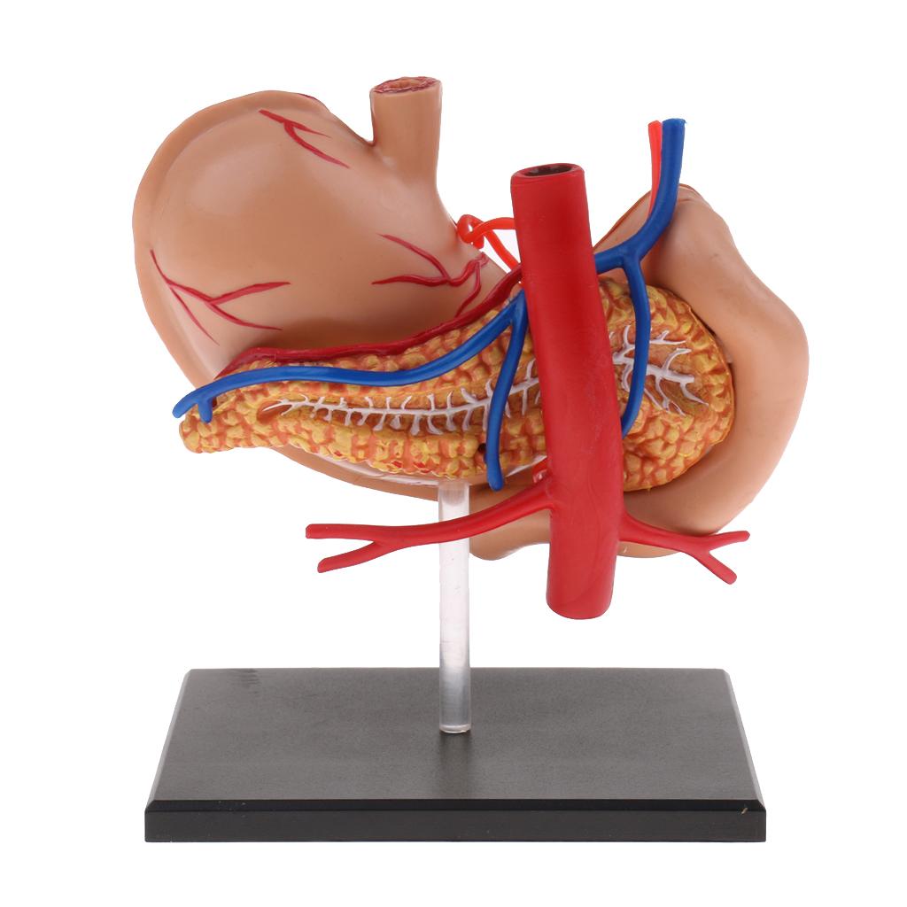 2:3 4D-Vision Human Stomach Anatomical Model Anatomy Medical Teaching Lab