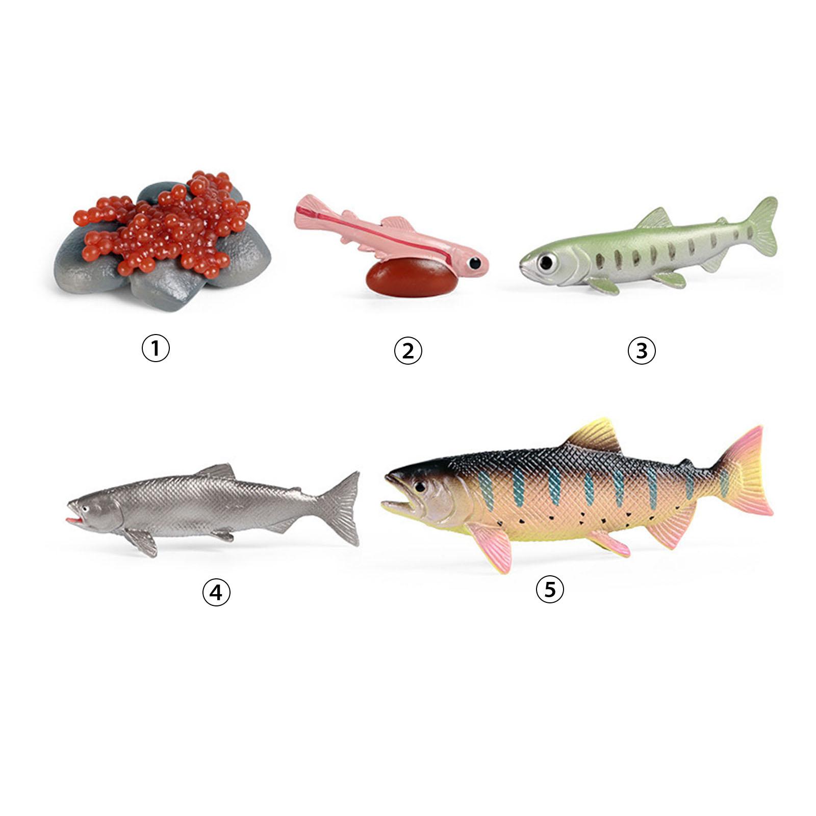 Life Cycle of Salmon Toys Teaching Aids Educational Party Games Storytelling