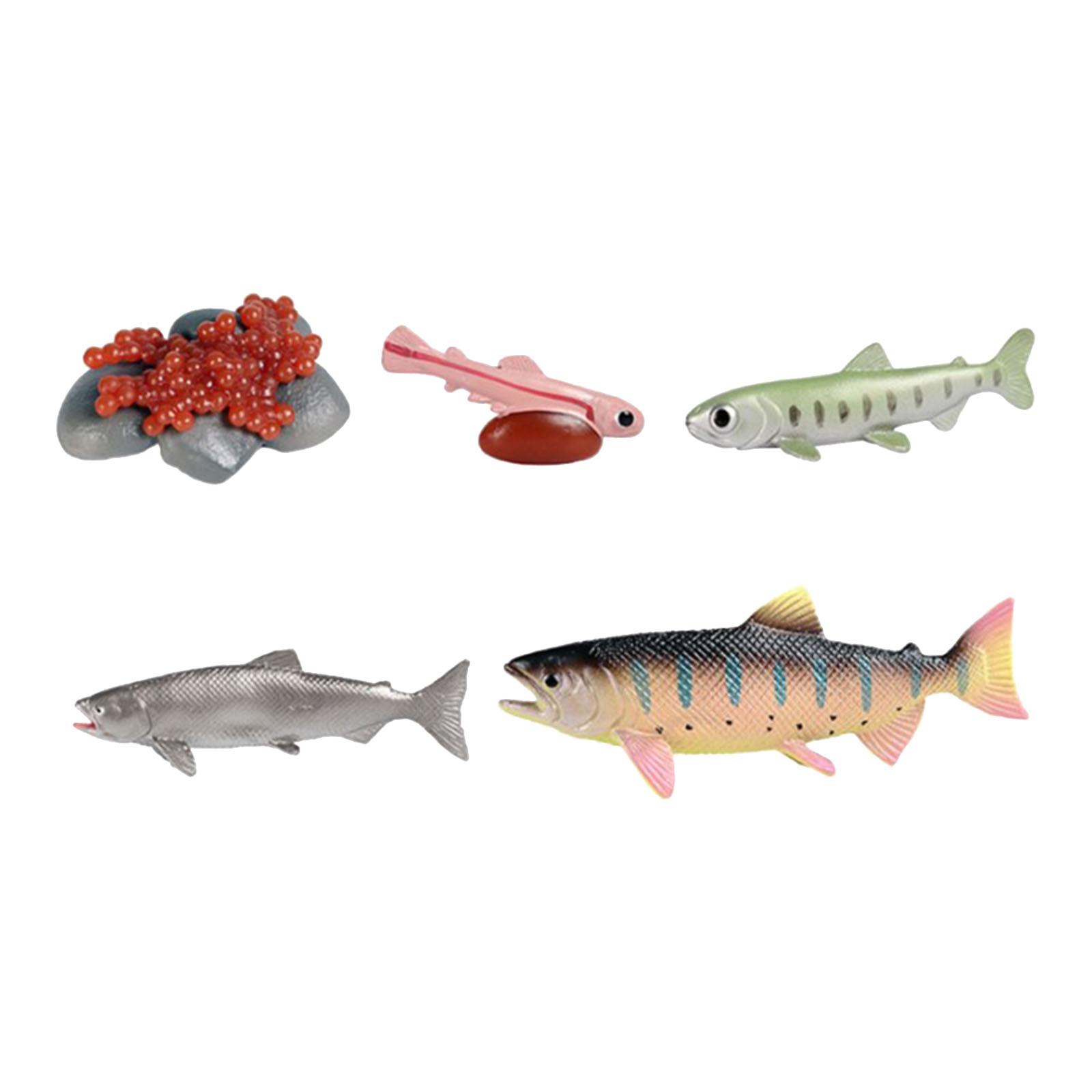 Salmon Life Cycle Teaching Toys
