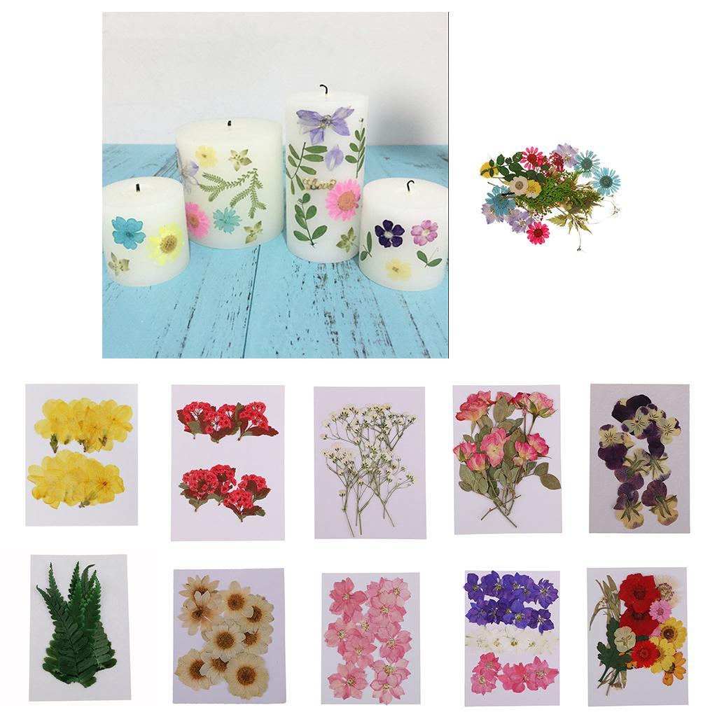 10pcs Pressed Natural Dried Flowers Winter Jasmine for Craft Scrapbooking