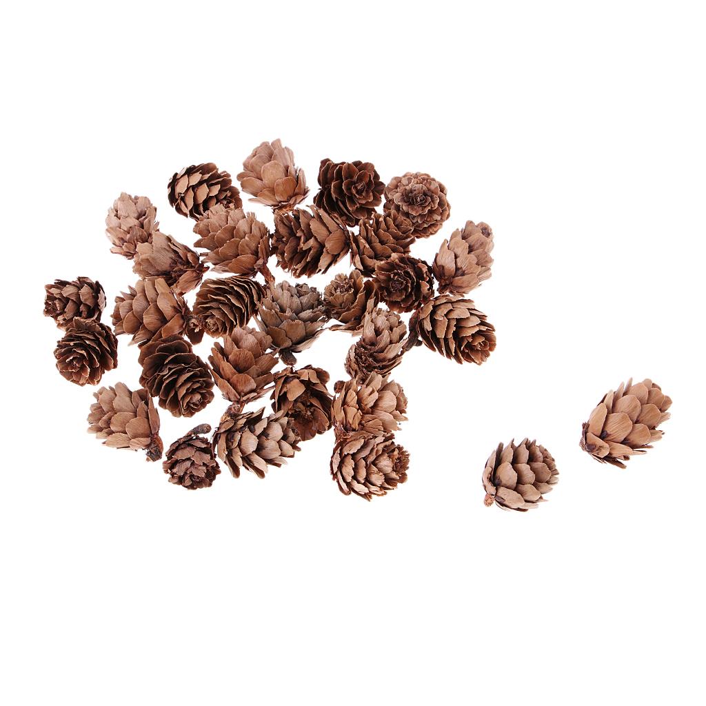 Pine Cones