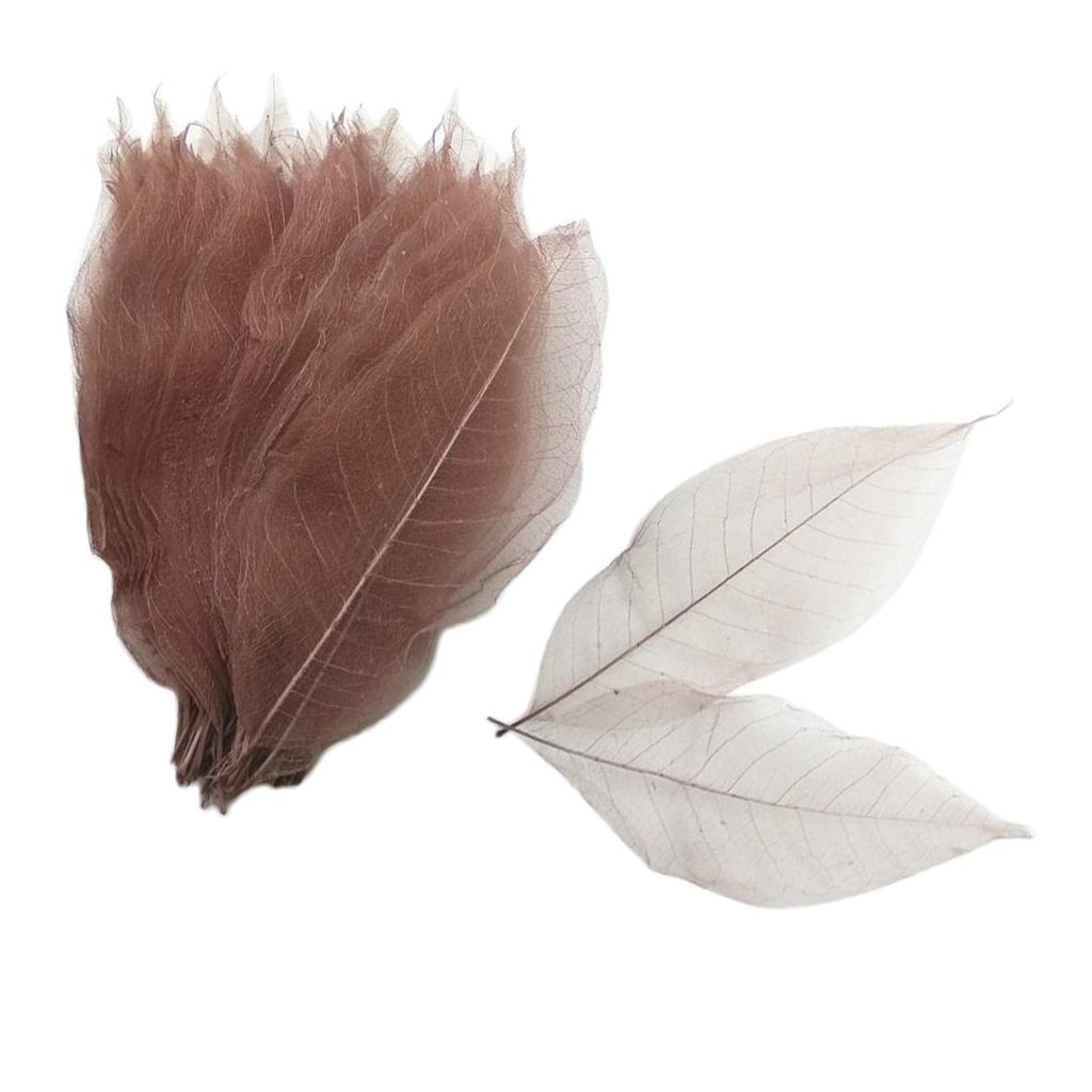 2x100 Pieces Natural Magnolia Skeleton Leaf Leaves Scrapbooking Coffee