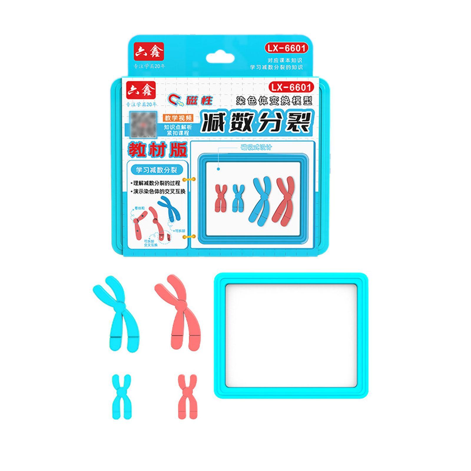 Chromosome Model Set