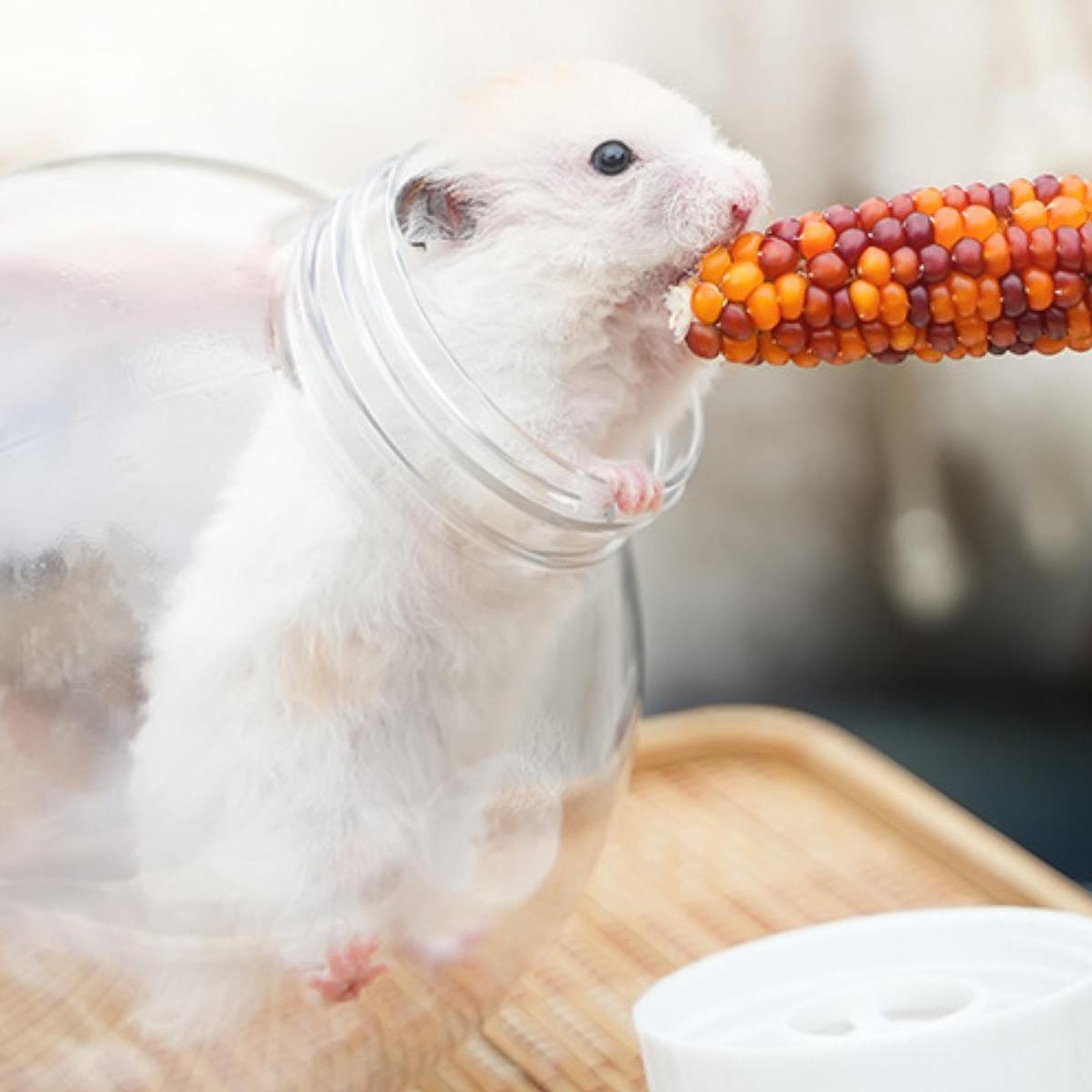 Hamster Travel Carrier Rat Breathable Ferrets Small Squirrel Travel Handbags with rope