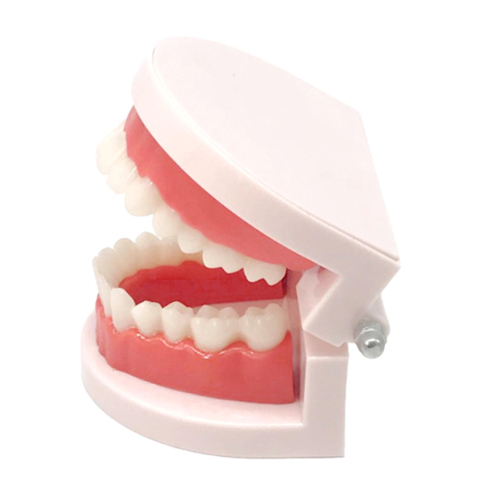 3xDental Teeth Model Study Teach Standard Model Teeth Kids Toys