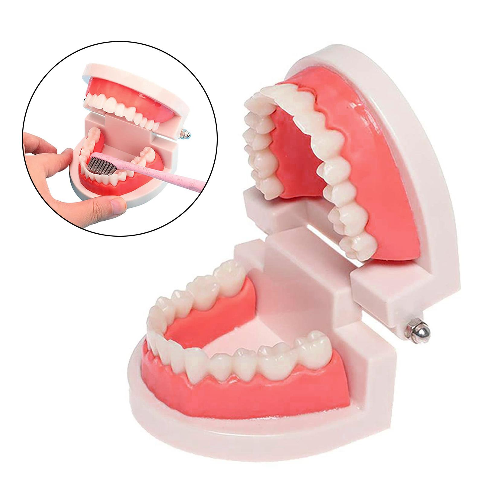 Dental Teeth Model Study Teach Standard Model Teeth Kids Toys