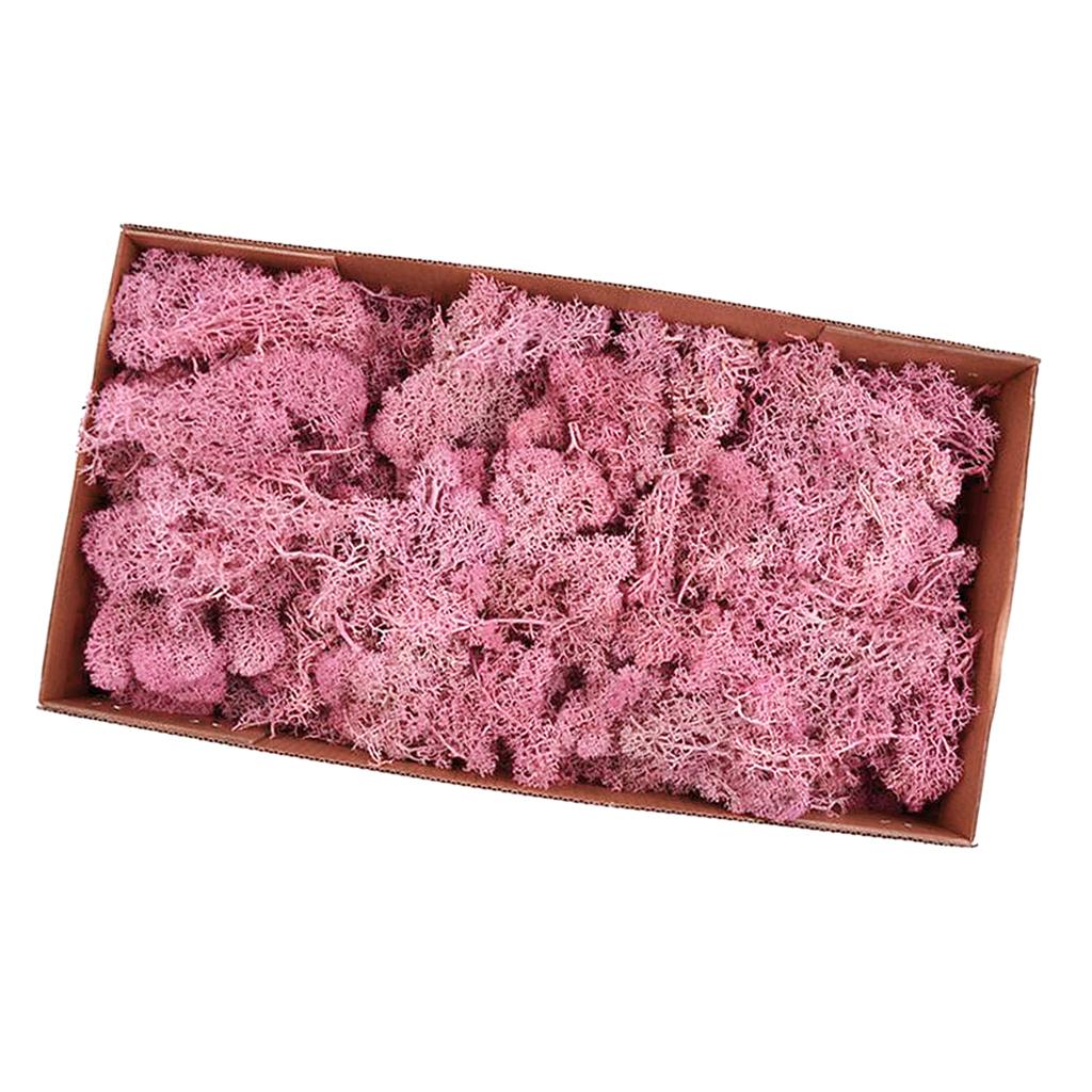 Natural Dried Reindeer Moss Treated Immortal moss Crafts DIY Floral Decor Pink