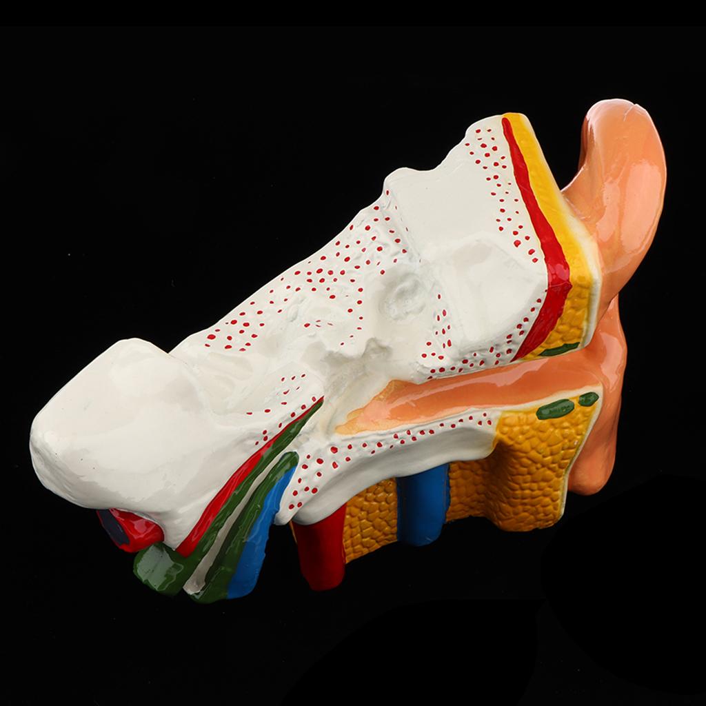 Human Ear Anatomy Model 6 Times Magnification Showing Organs Structure Tool