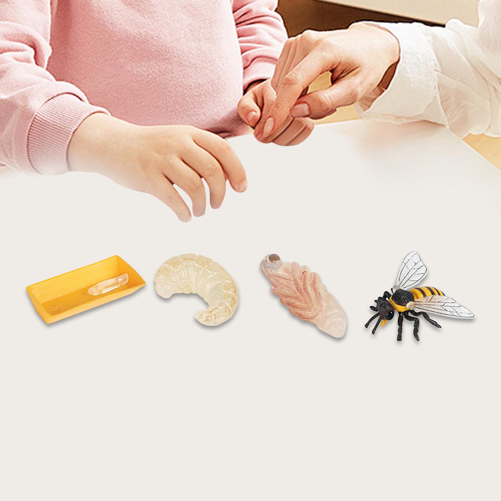 Life Cycle of Bee Toys Teaching Tools Preschool Role Play Teaching Preschool