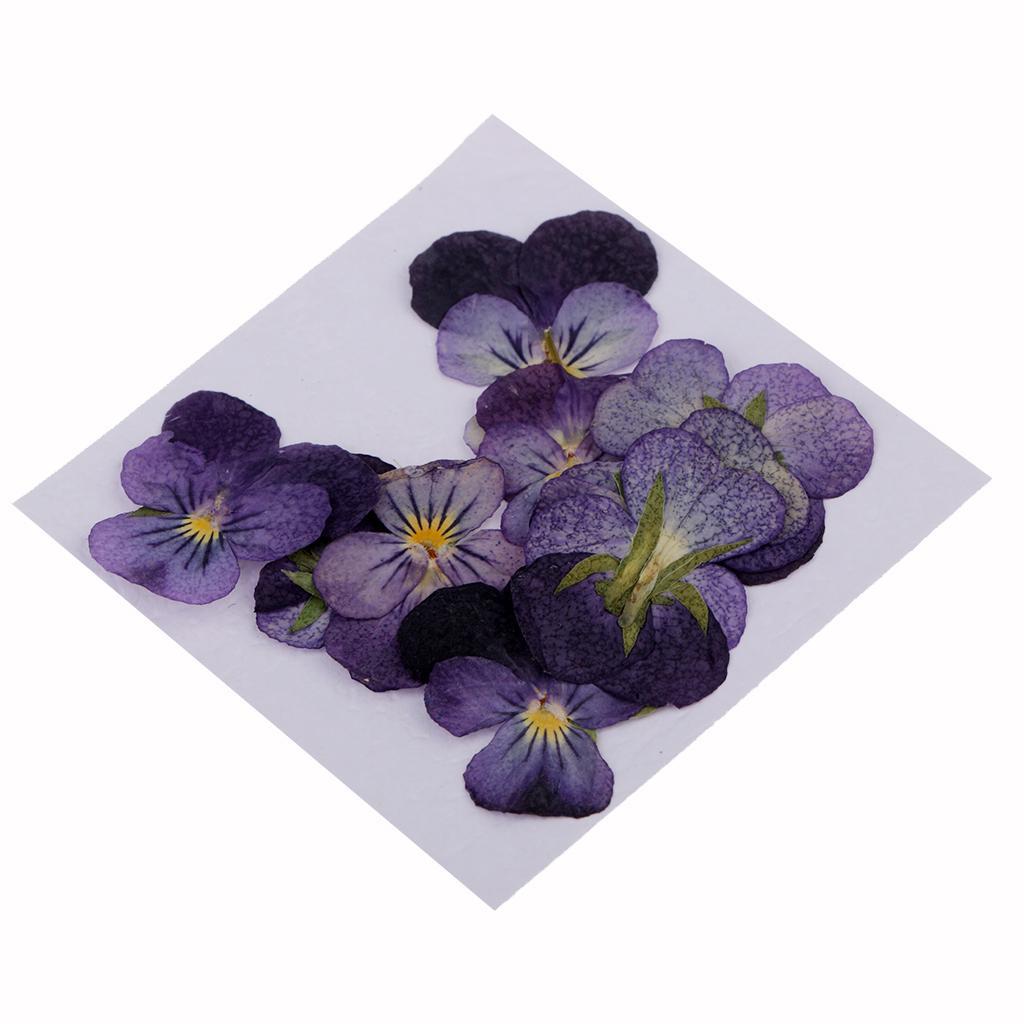 10pcs Pressed Natural Dried Flowers Winter Jasmine for Craft Scrapbooking