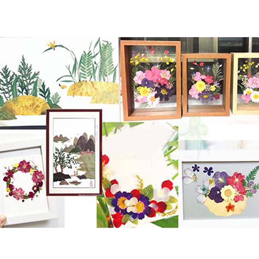 Real Dried Flowers Pressed Leaves Red Crystal Chrysanthemum