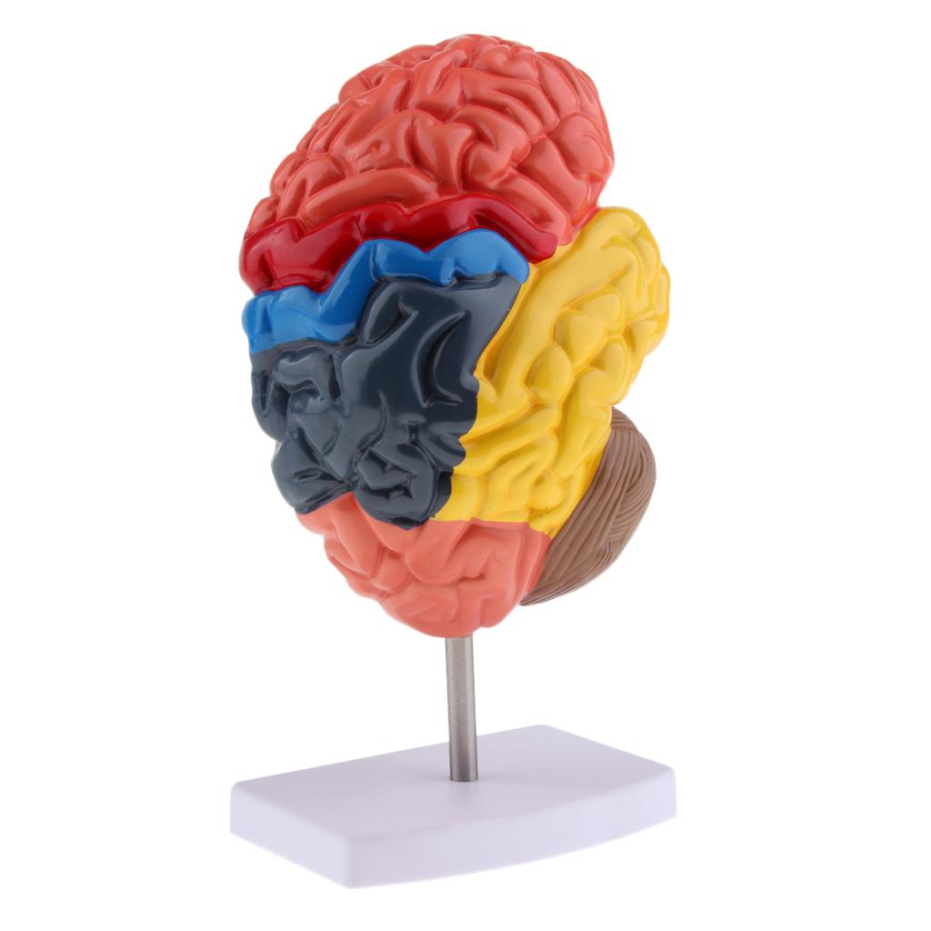 Human Left Brain Structure Pathology Model Anatomy Study Teaching Model
