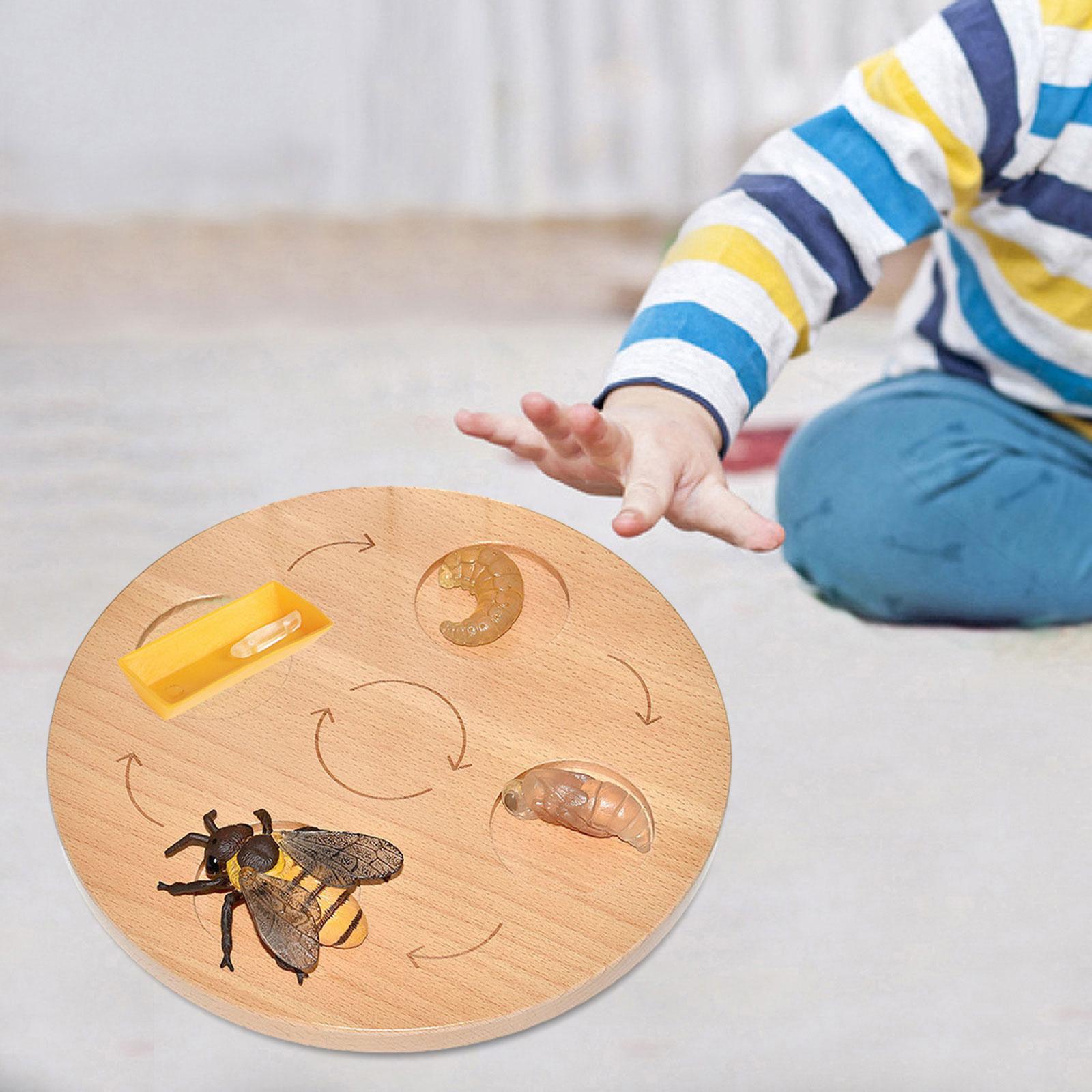 Life Cycle Board Teaching Aids Puzzle Birthday Gifts Preschool Cognitive Toy bee