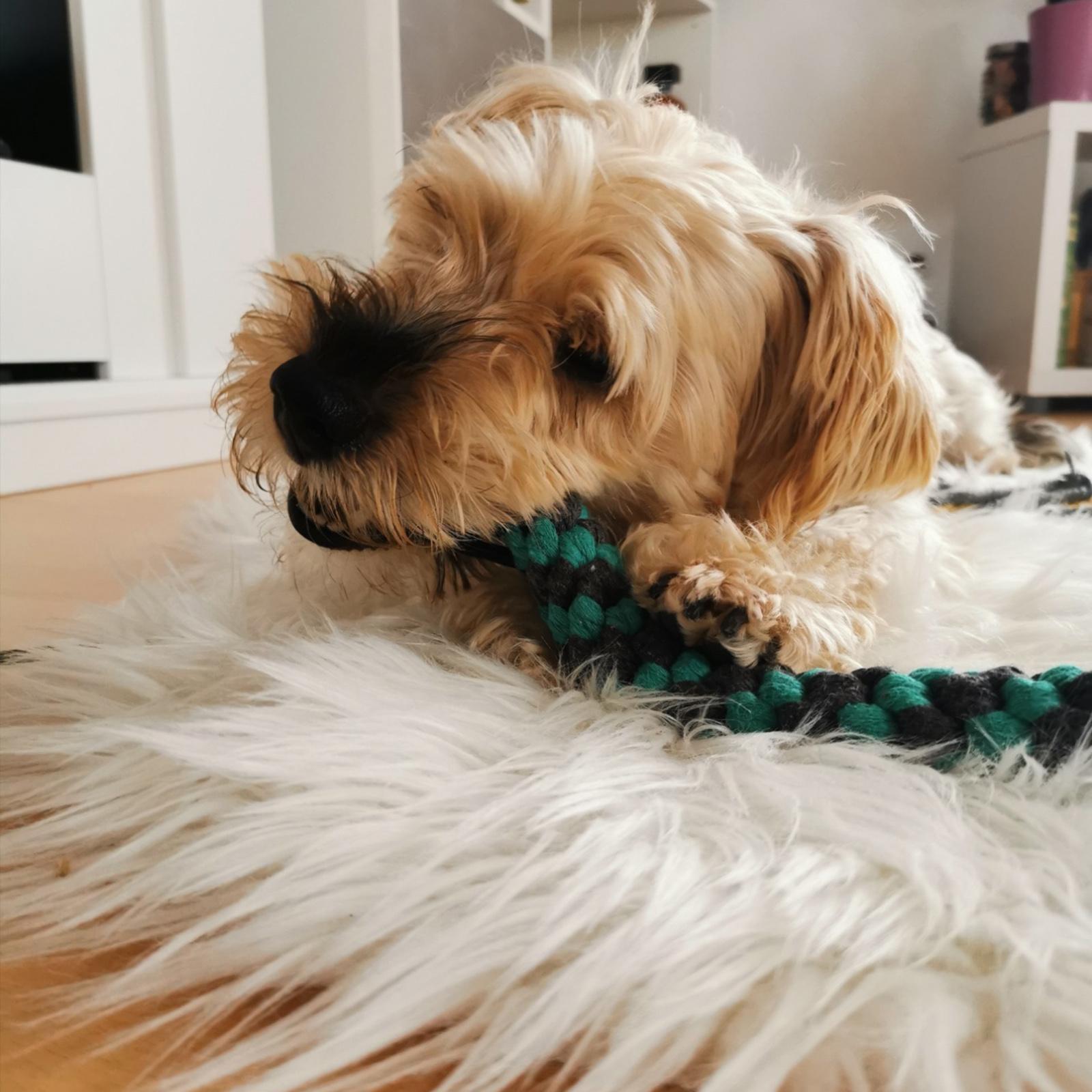 Extendable Teaser Wand Pet Teasing Pole Retractable for Entertainment