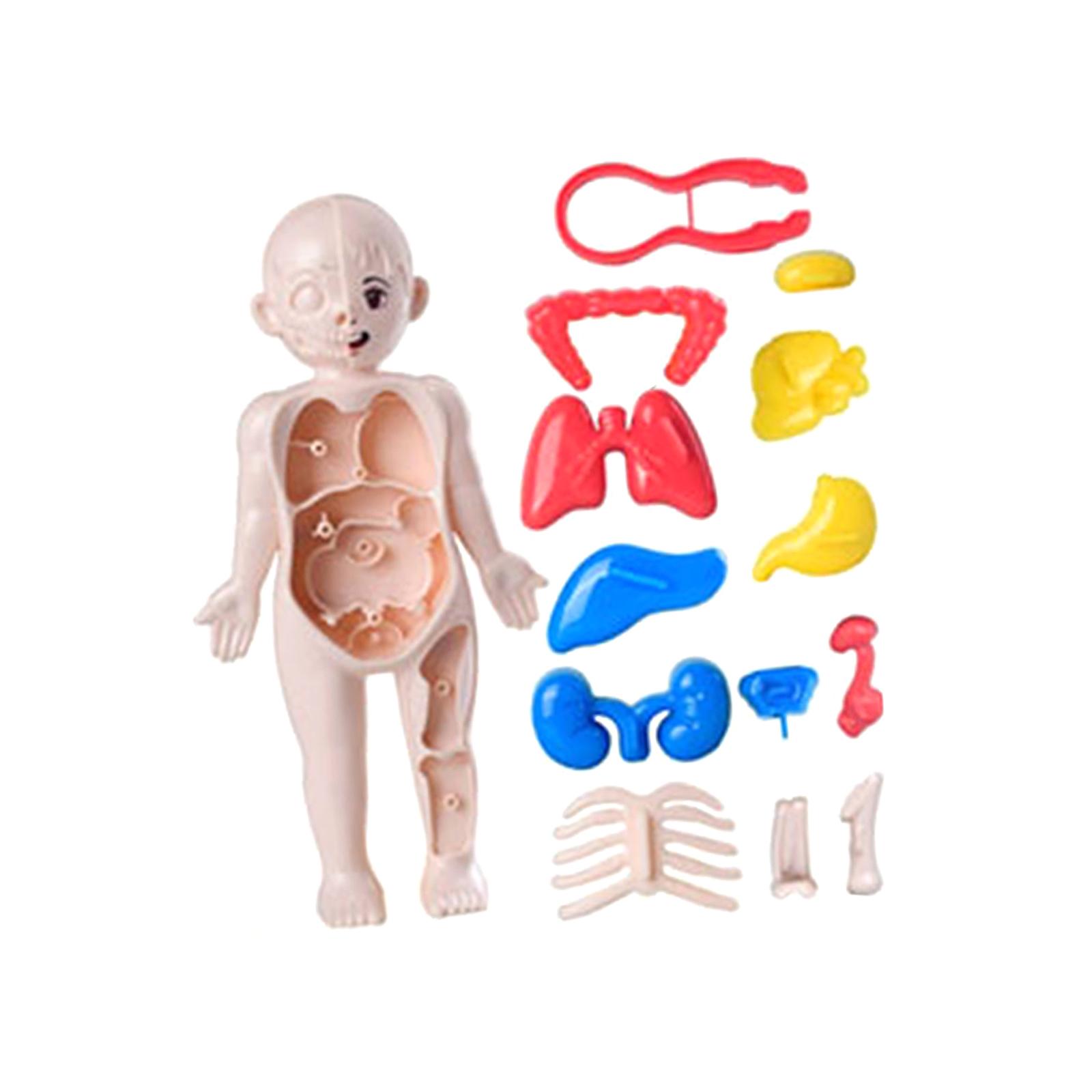 Human Body Toy Teaching Play Set for Preschool