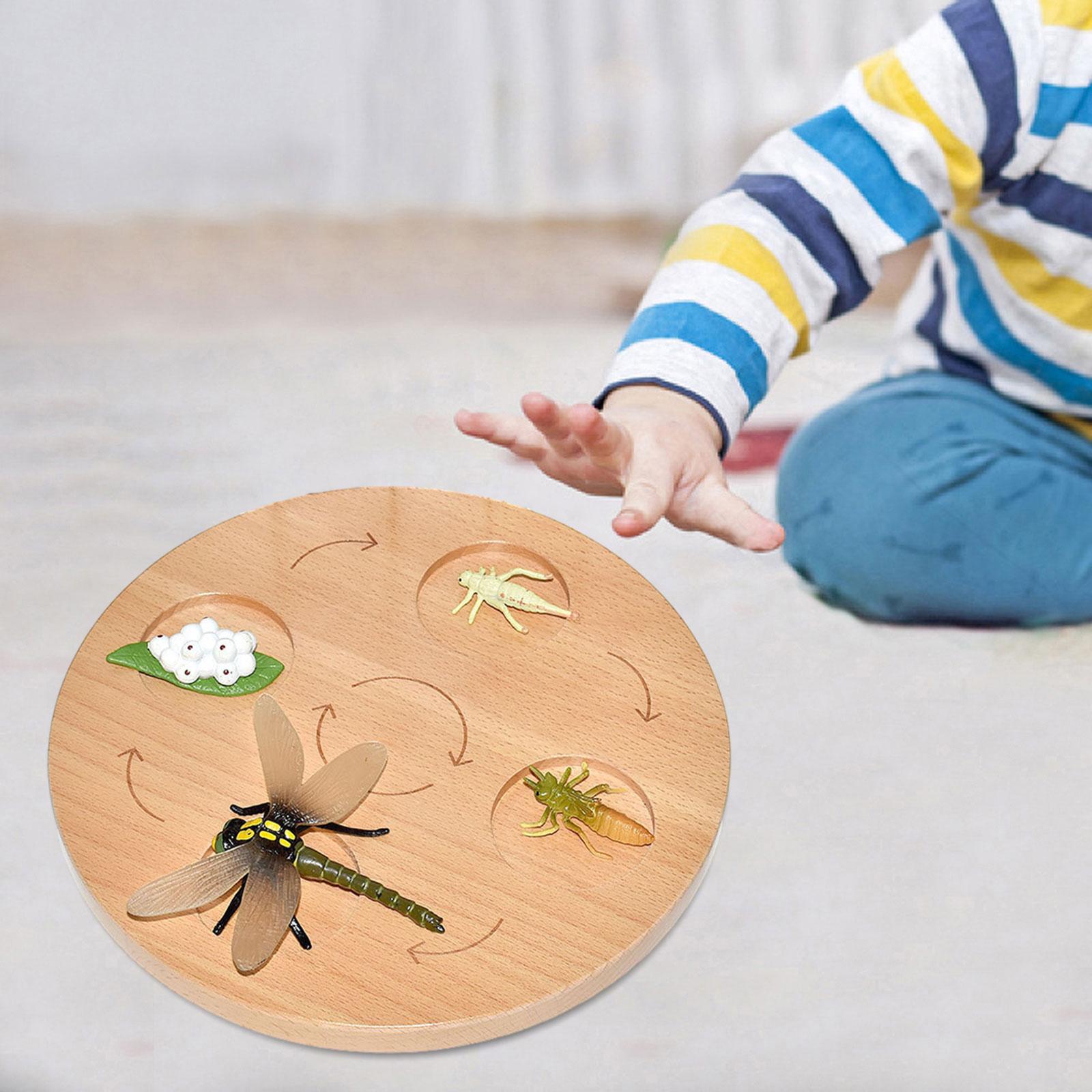 Life Cycle Board Teaching Aids Puzzle Birthday Gifts Preschool Cognitive Toy dragonfly