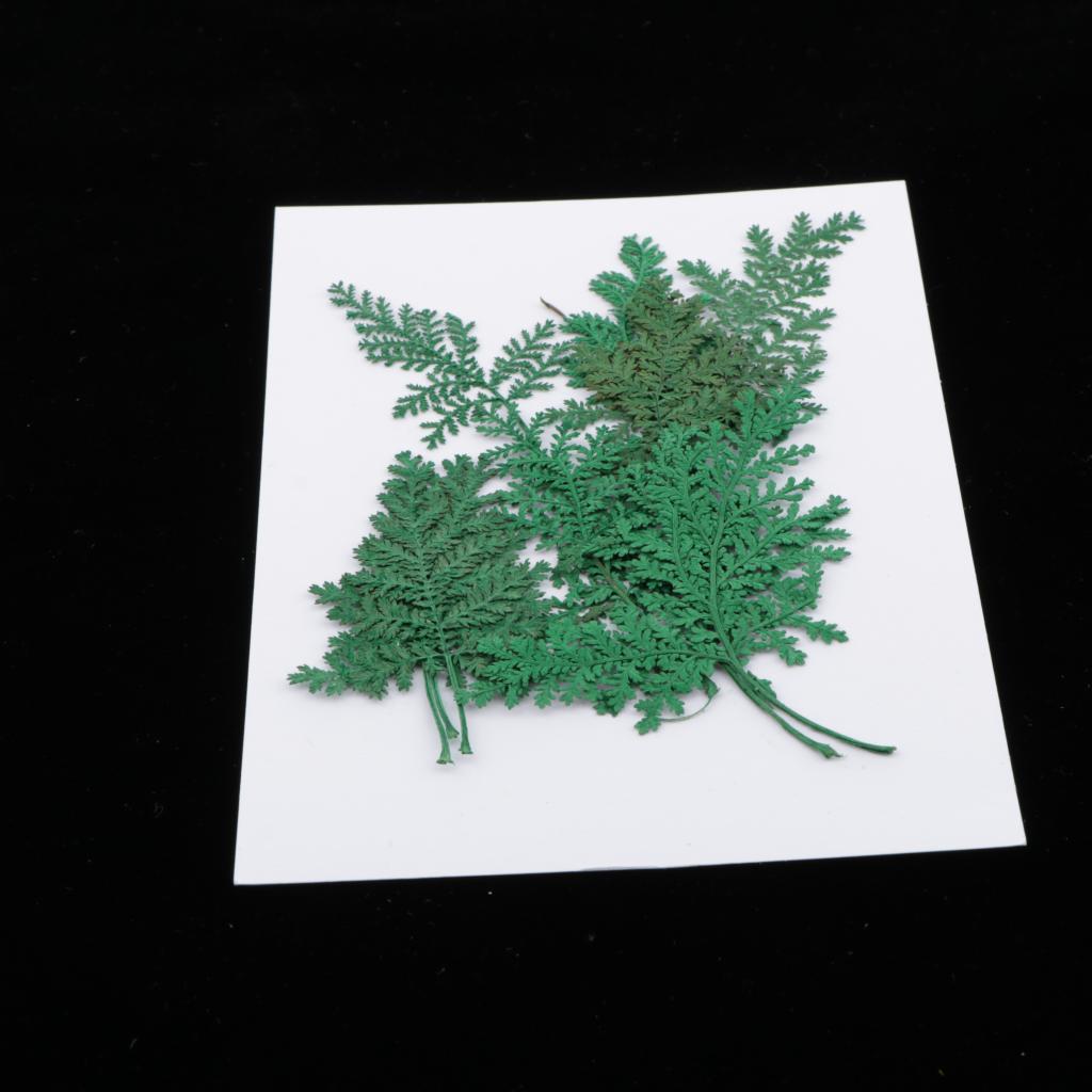 12pcs natural /dyed real pressed Artemisia leaf dried flowers Dyed Green